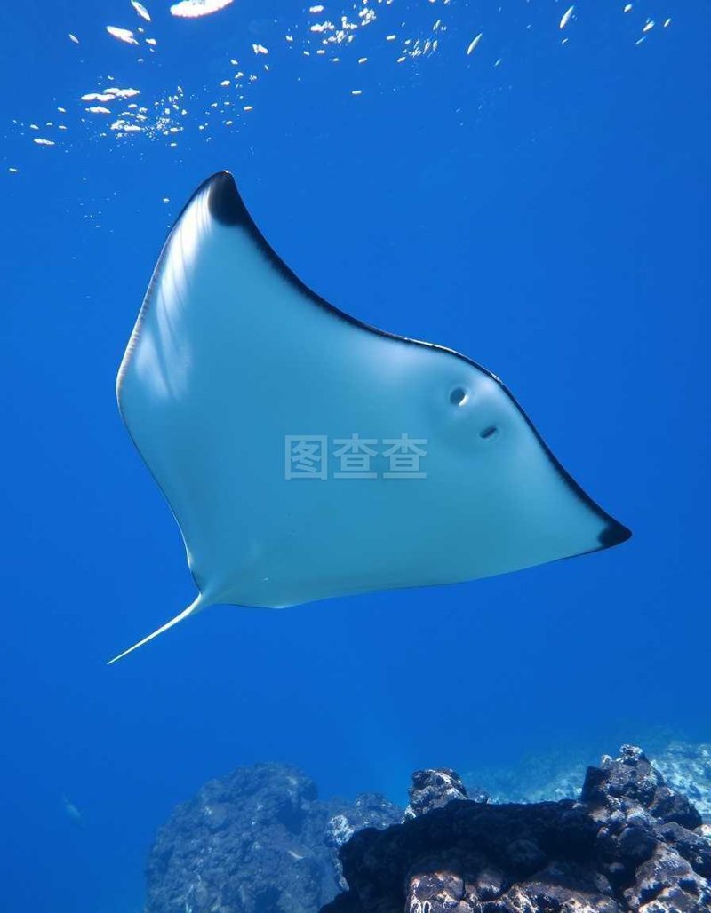 手机靓号网：让生活更‘来电’的艺术